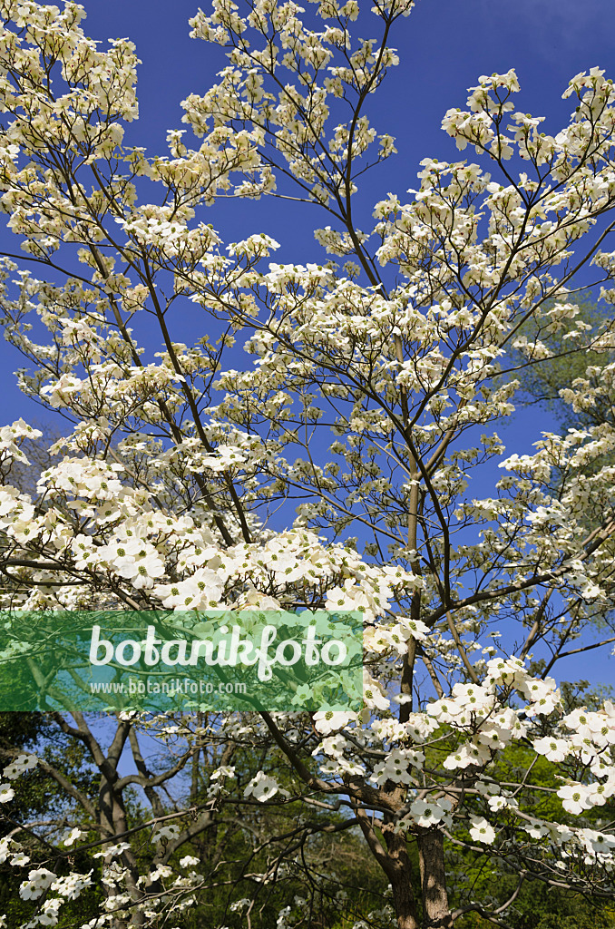 543067 - Eastern flowering dogwood (Cornus florida)