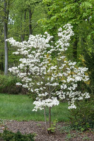 651186 - Eastern flowering dogwood (Cornus florida)