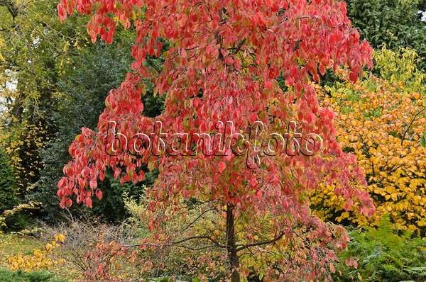 549128 - Eastern flowering dogwood (Cornus florida 'Eddie's White Wonder')
