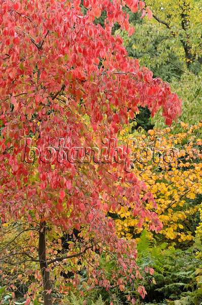 549129 - Eastern flowering dogwood (Cornus florida 'Eddie's White Wonder')