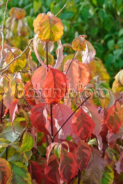 502161 - Eastern flowering dogwood (Cornus florida 'Rainbow')