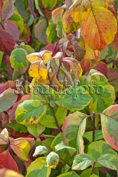 502162 - Eastern flowering dogwood (Cornus florida 'Rainbow')