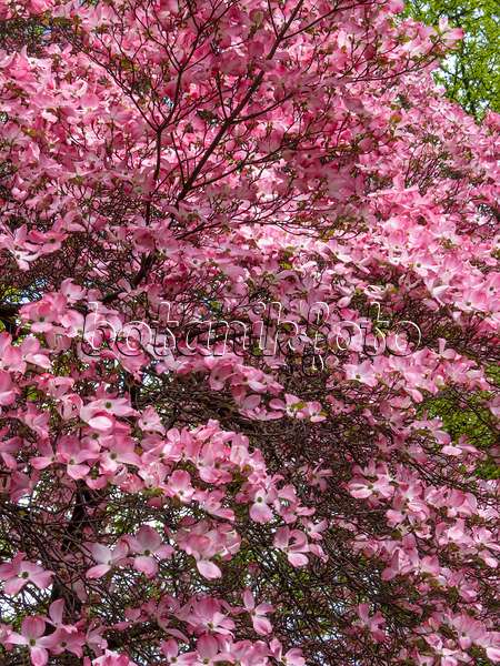 413007 - Eastern flowering dogwood (Cornus florida 'Rubra')