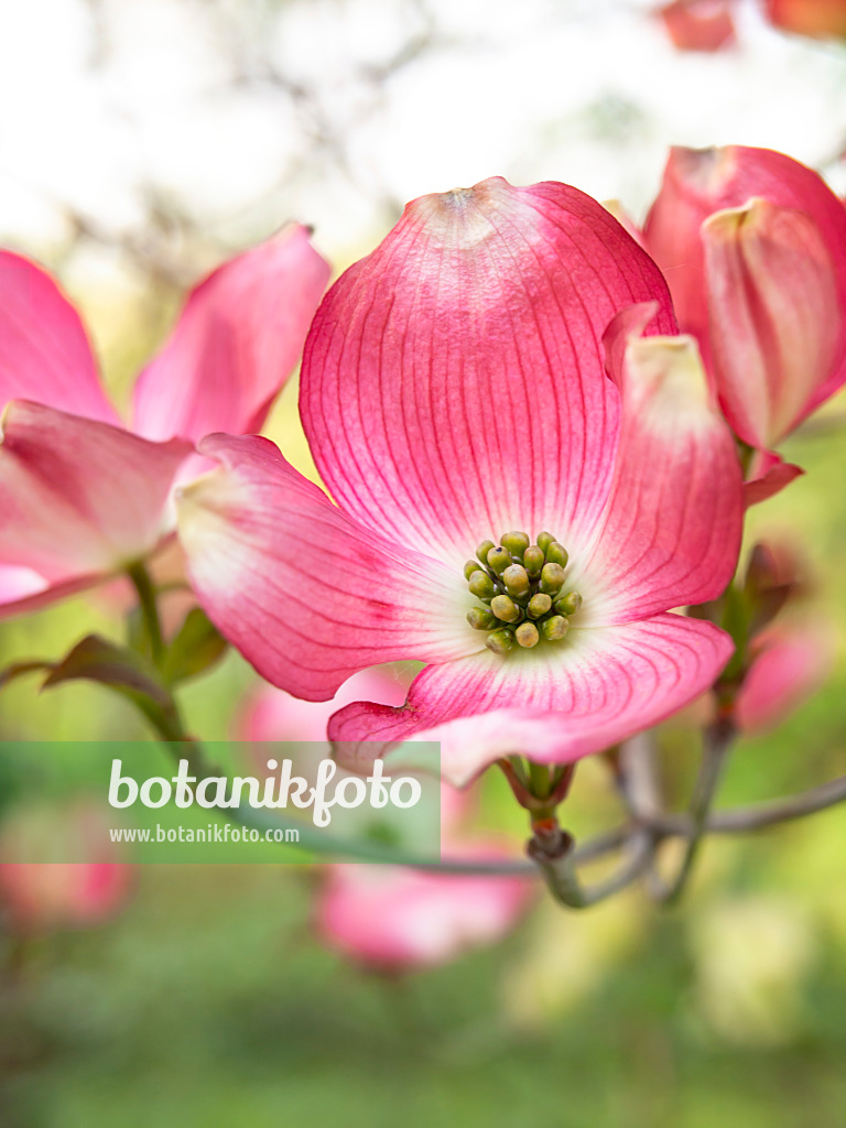 448042 - Eastern flowering dogwood (Cornus florida 'Rubra')