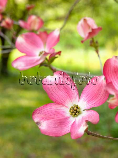 448043 - Eastern flowering dogwood (Cornus florida 'Rubra')