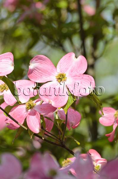 508085 - Eastern flowering dogwood (Cornus florida 'Rubra')