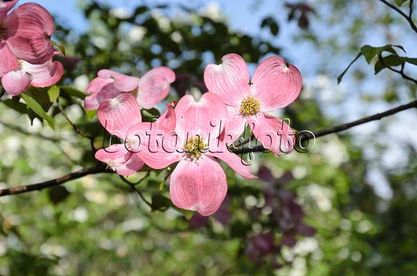508086 - Eastern flowering dogwood (Cornus florida 'Rubra')