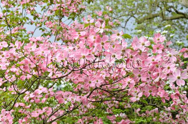 508096 - Eastern flowering dogwood (Cornus florida 'Rubra')