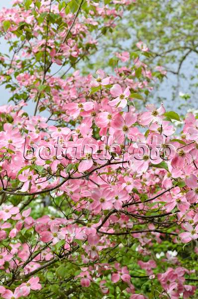 508097 - Eastern flowering dogwood (Cornus florida 'Rubra')