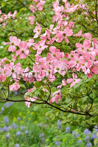 508098 - Eastern flowering dogwood (Cornus florida 'Rubra')