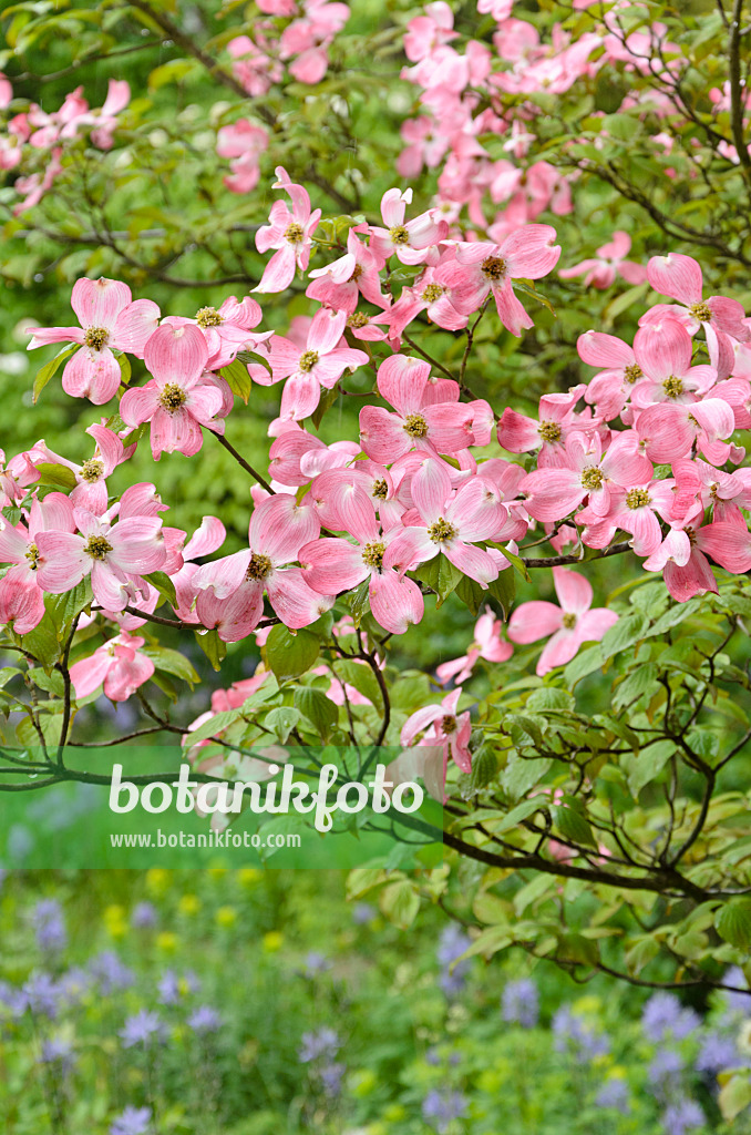 508098 - Eastern flowering dogwood (Cornus florida 'Rubra')