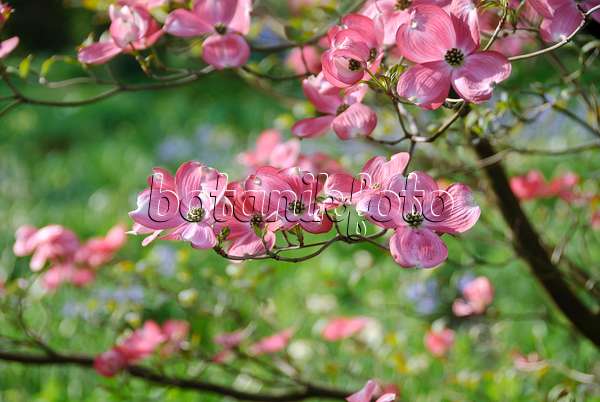 517159 - Eastern flowering dogwood (Cornus florida 'Rubra')
