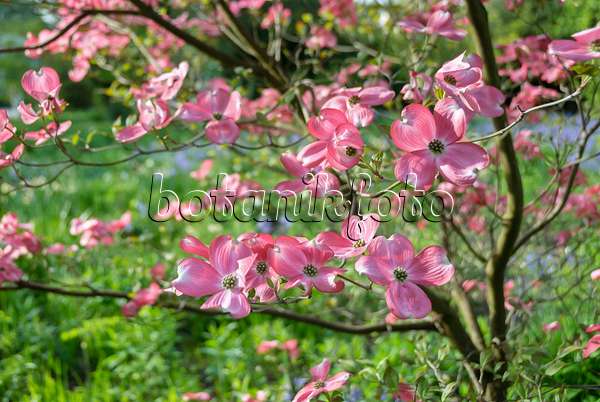 517160 - Eastern flowering dogwood (Cornus florida 'Rubra')