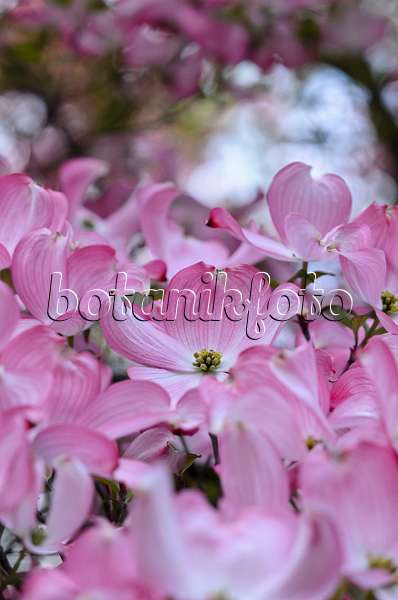 520191 - Eastern flowering dogwood (Cornus florida 'Rubra')