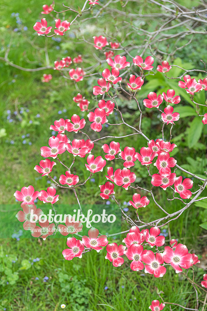 638065 - Eastern flowering dogwood (Cornus florida 'Rubra')