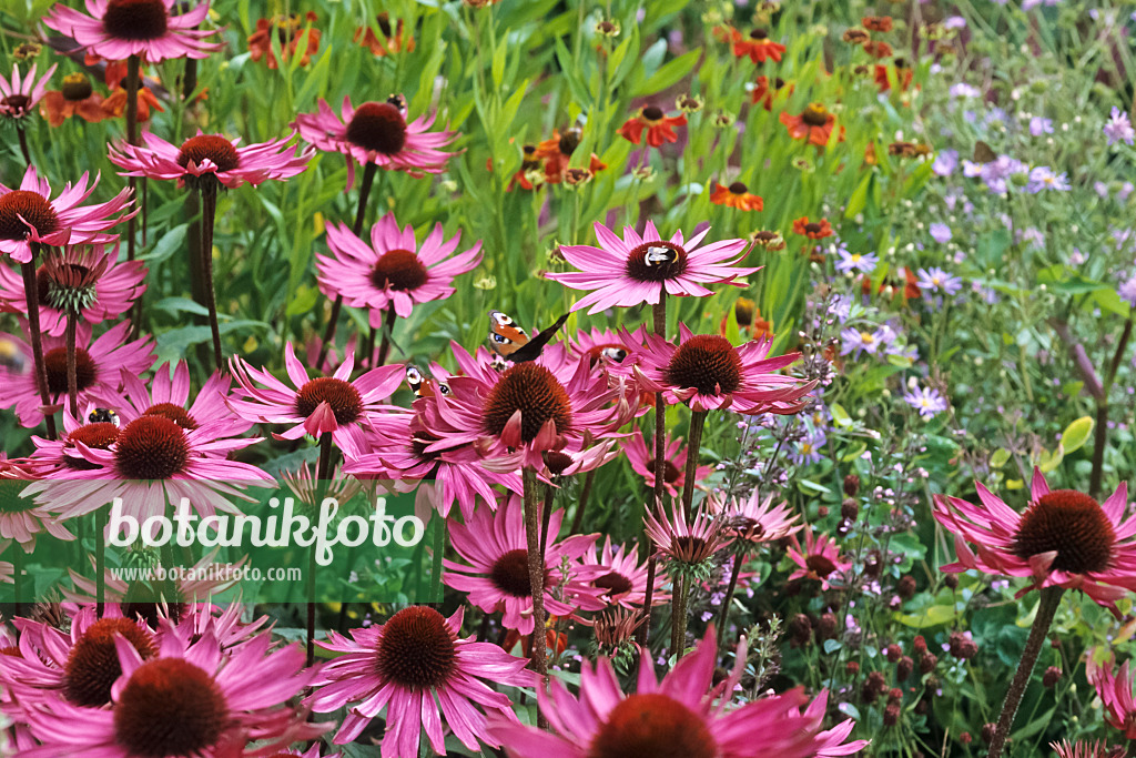 428276 - Échinacée pourpre (Echinacea purpurea)