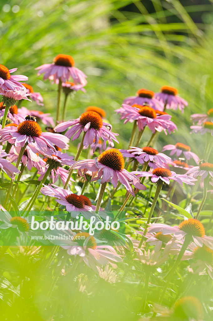 486219 - Échinacée pourpre (Echinacea purpurea)