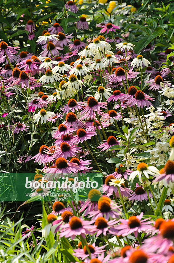 498291 - Échinacée pourpre (Echinacea purpurea)