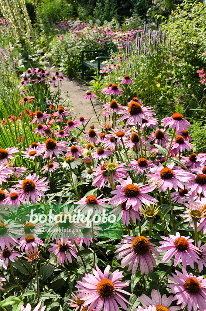 498293 - Échinacée pourpre (Echinacea purpurea)