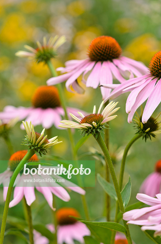 534351 - Échinacée pourpre (Echinacea purpurea)