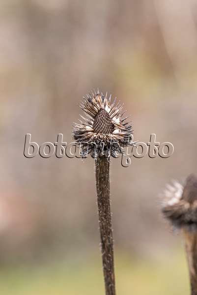 625191 - Échinacée pourpre (Echinacea purpurea)