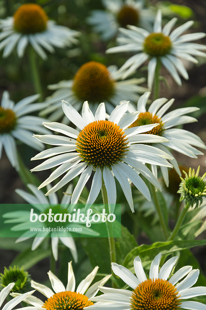 511181 - Échinacée pourpre (Echinacea purpurea 'Purity')