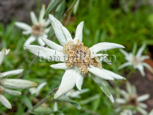 427003 - Edelweiss (Leontopodium calocephalum)