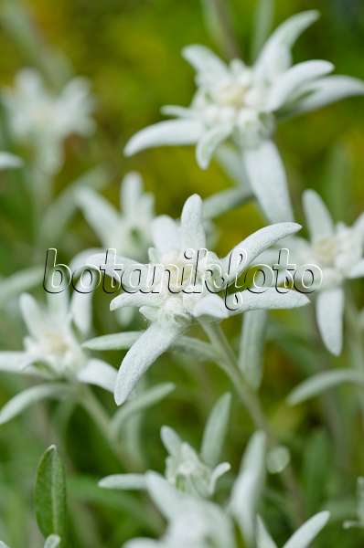 497019 - Edelweiss (Leontopodium nivale syn. Leontopodium alpinum)