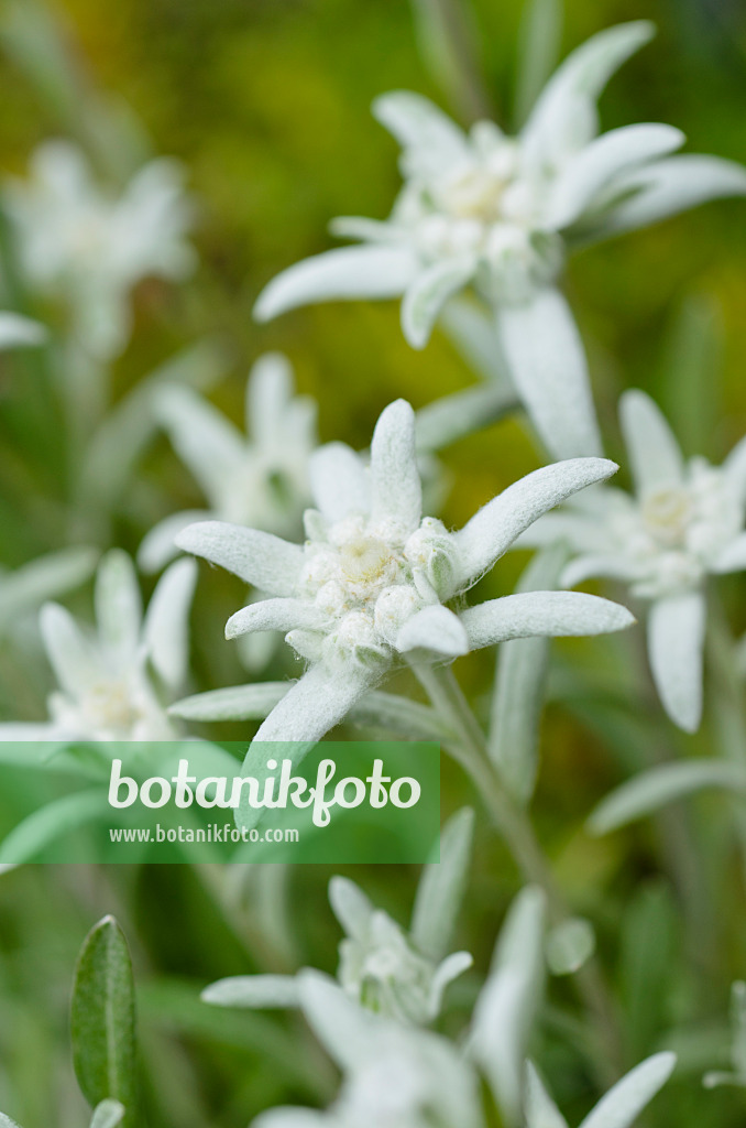 497019 - Edelweiss (Leontopodium nivale syn. Leontopodium alpinum)