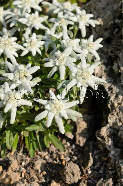 521116 - Edelweiss (Leontopodium nivale syn. Leontopodium alpinum)