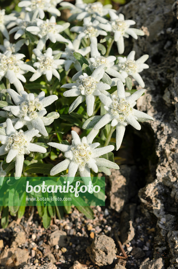 521116 - Edelweiss (Leontopodium nivale syn. Leontopodium alpinum)