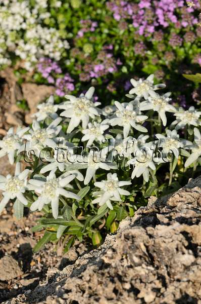 521117 - Edelweiss (Leontopodium nivale syn. Leontopodium alpinum)