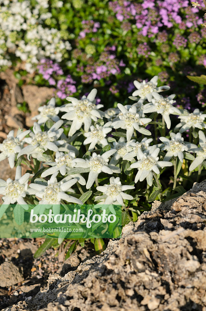 521117 - Edelweiss (Leontopodium nivale syn. Leontopodium alpinum)