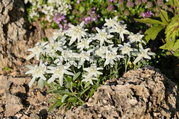521118 - Edelweiss (Leontopodium nivale syn. Leontopodium alpinum)