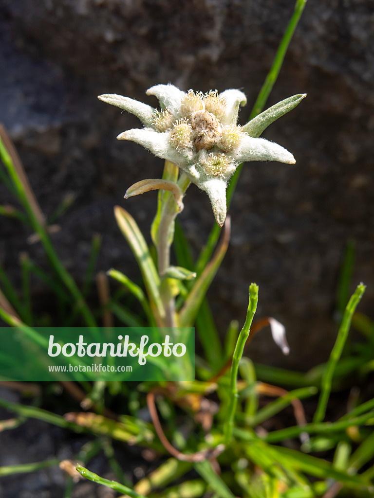 439181 - Edelweiss (Leontopodium stoechas)