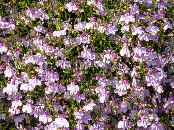 426122 - Edging lobelia (Lobelia erinus 'Laguna Mounding Lavender')