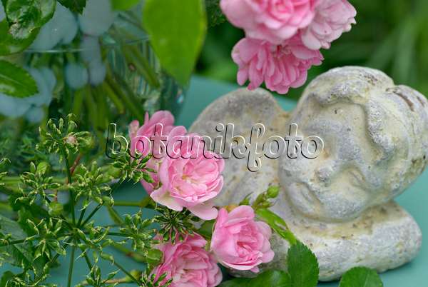 452152 - Égopode podagraire (Aegopodium podagraria) et rosiers (Rosa The Fairy) avec une figurine d'un ange