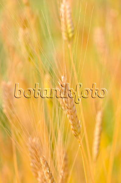 534470 - Einkorn wheat (Triticum monococcum)