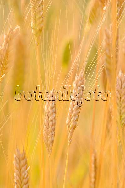 534471 - Einkorn wheat (Triticum monococcum)