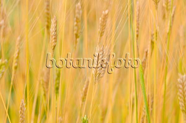534472 - Einkorn wheat (Triticum monococcum)