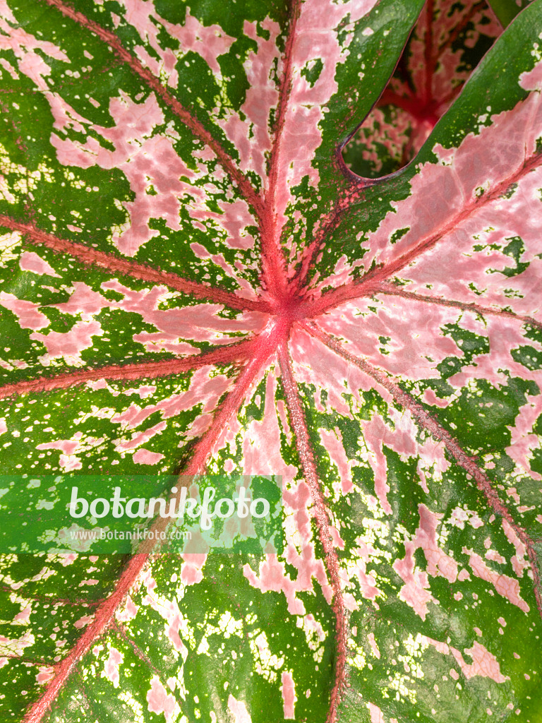 414171 - Elephant's ear (Caladium bicolor)