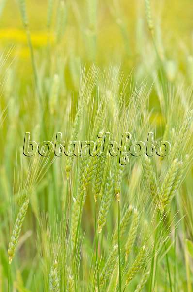 534211 - Emmer wheat (Triticum dicoccum)