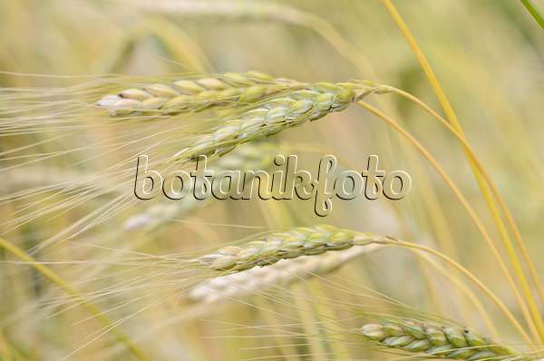 534473 - Emmer wheat (Triticum dicoccum 'Weißer Sommer')