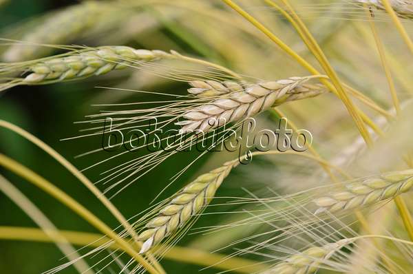 534474 - Emmer wheat (Triticum dicoccum 'Weißer Sommer')