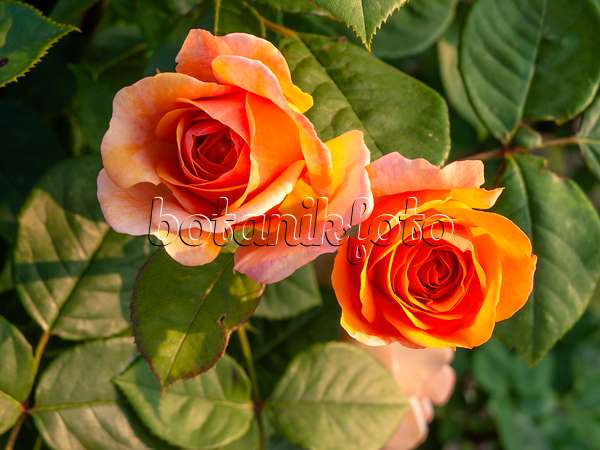 438266 - English rose (Rosa Charles Austin)
