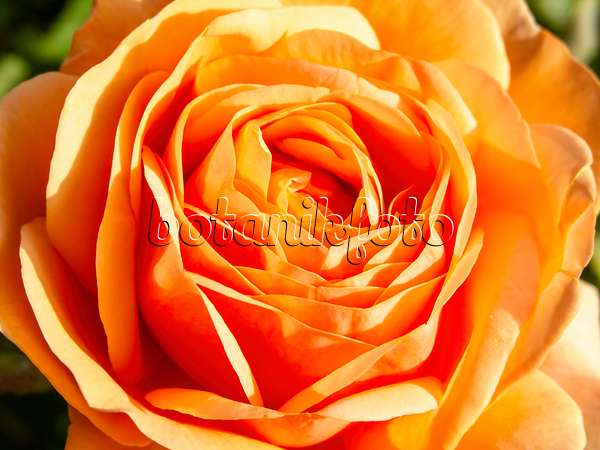 461071 - English rose (Rosa Charles Austin)
