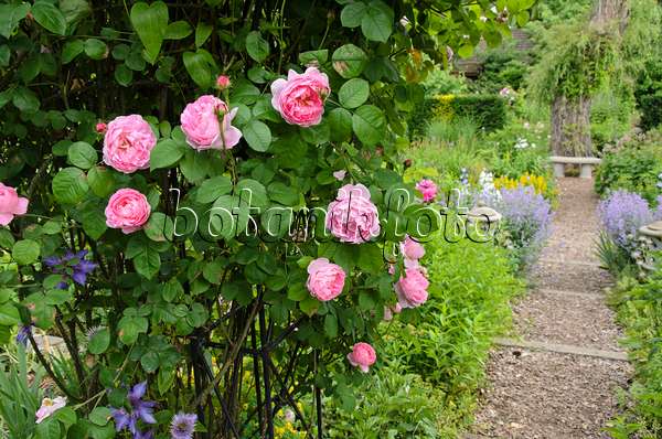 521087 - English rose (Rosa Constance Spry)