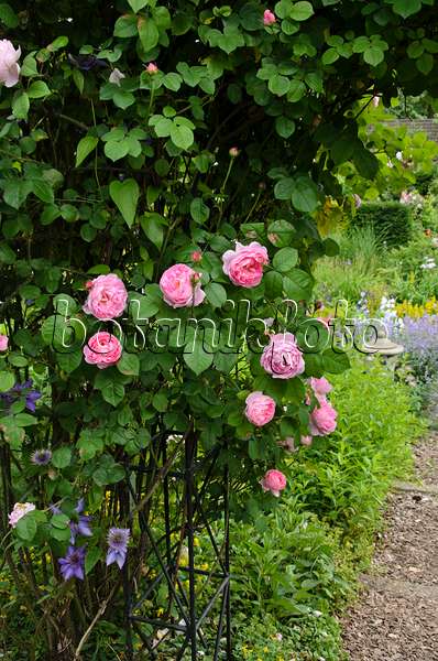 521088 - English rose (Rosa Constance Spry)
