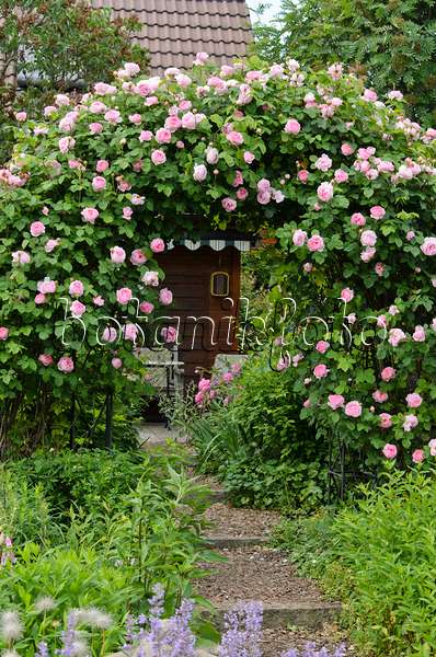 521091 - English rose (Rosa Constance Spry)