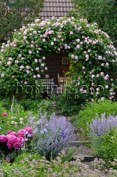 521093 - English rose (Rosa Constance Spry)